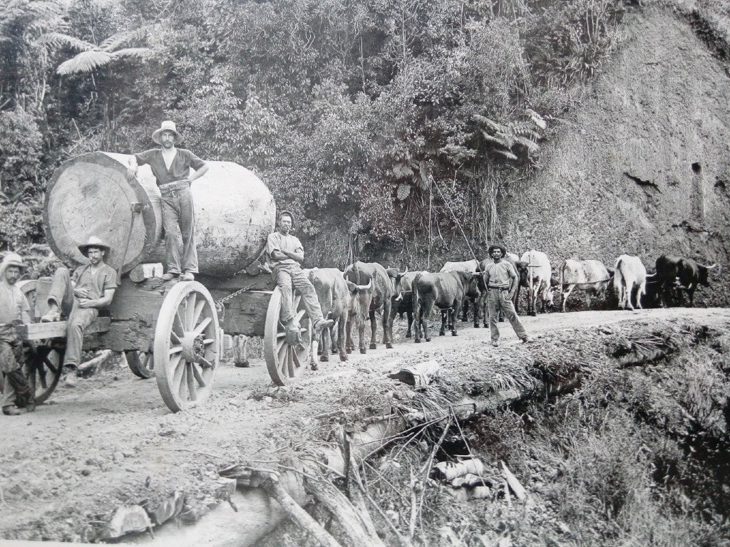 Historical Photograph Hokianga Kauri Log Bullock Team 1910 NZ