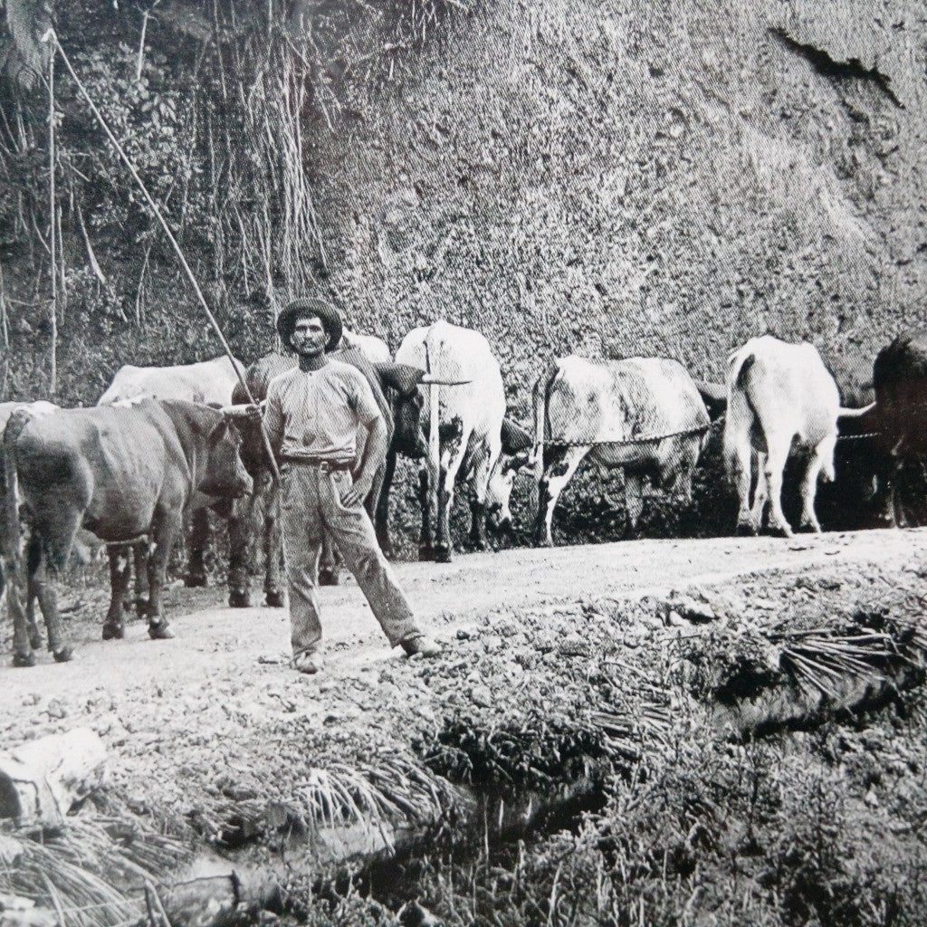 Historical New Zealand Photograph of Kauri Logging Hokianga – French ...